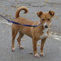 Cecilia (weibl., geb. ca. März 2023 - 39cm - 10kg) - VIDEOS