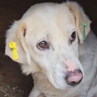 Toffee, Rüde, ca. 4 Jahre, leidet sehr im Shelter (mit VIDEOS)