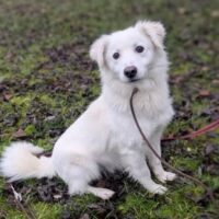 🍀🎉RESERVIERT🎉🍀Wer rettet den verzweifelten Tuzik aus der TÖTUNG? 🆘