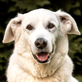 Brix, Golden-Retriever-Mix
