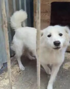 🆘Wer rettet den verzweifelten Tuzik aus der TÖTUNG? 🆘