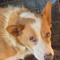 Browny (Rüde) - mittelgroß