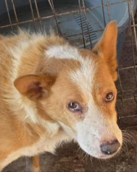 Browny (Rüde) - mittelgroß