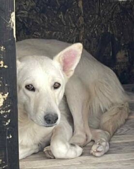 Nube (Hündin) - geb. 09/2022 - ca. 46cm