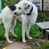 😭Wer rettet Swen???? Wer holt ihn aus der TÖTUNG????😭