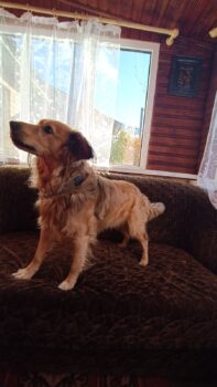 Bim (40 cm / ca. 4 Jahre) - wurde von seiner eigenen Familie in die Tötung gebracht 💔