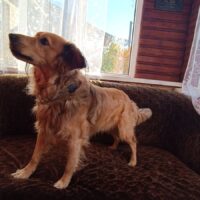 Bim (40 cm / ca. 4 Jahre) - wurde von seiner eigenen Familie in die Tötung gebracht 💔