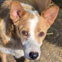 Browny (Rüde) - mittelgroß