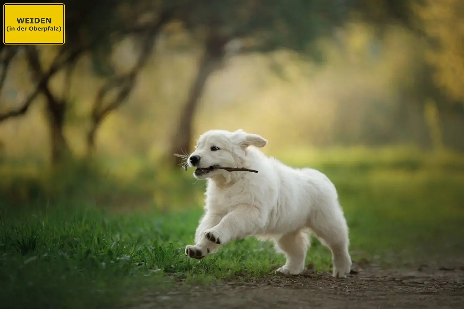 Golden Retriever Welpen und Züchter Weiden in der Oberpfalz Hier findest Du Golden Retriever Züchter in Weiden in der Oberpfalz.