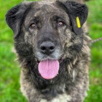 Ada, wunderbare, sehr liebenswerde, soziale ruhige ausgeglichene Hündin