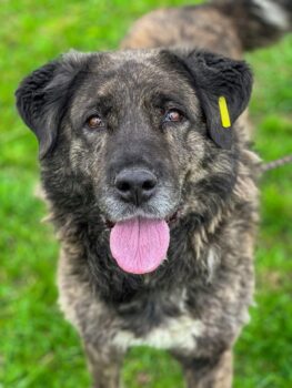 Ada, wunderbare, sehr liebenswerde, soziale ruhige ausgeglichene Hündin