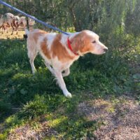 Jasper - Zuhause oder Pflegestelle gesucht