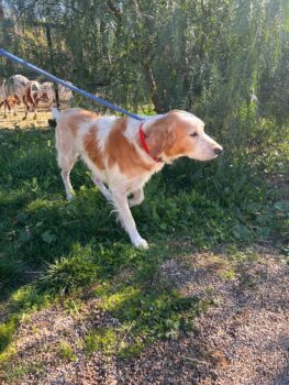 Jasper - Zuhause oder Pflegestelle gesucht