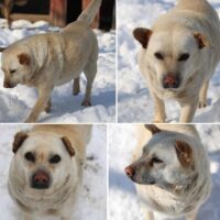 Halrun (weibl., geb. ca. Mai 2017) - möchte zum Kuscheln am liebsten in den Menschen reinkriechen...