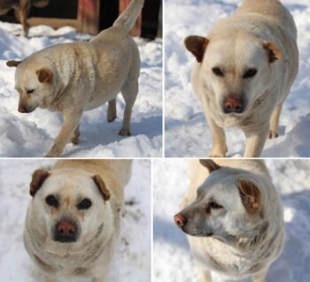 Halrun (weibl., geb. ca. Mai 2017) - möchte zum Kuscheln am liebsten in den Menschen reinkriechen...
