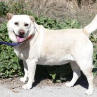 Halrun (weibl., ca. 44/45 cm) - möchte zum Kuscheln am liebsten in den Menschen reinkriechen...