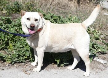 Halrun (weibl., ca. 44/45 cm) - möchte zum Kuscheln am liebsten in den Menschen reinkriechen...