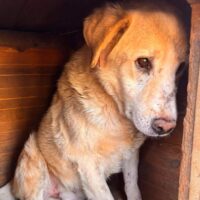 Traurig und resigniert: CAMELLO - Vegetiert schon 5 Jahre in diesem Lager! (mit VIDEOS)