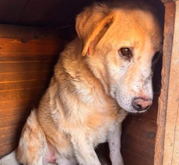 Traurig und resigniert: CAMELLO - Vegetiert schon 5 Jahre in diesem Lager! (mit VIDEOS)
