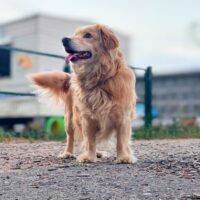 Dagas: Rüde • geb.ca. 2014-2016 • 37cm