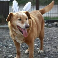 Grantas Rüde • 45cm