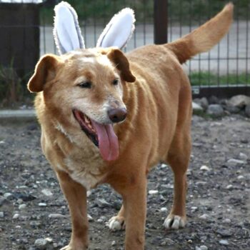 Miniaturansicht für das Anzeigenbild