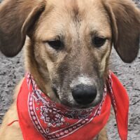 Tonja, süße Maus, die eine liebe Familie sucht.