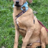 Fredly, lieber Kerl sucht liebe Familie