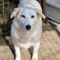 💔 Danaj – leise, unscheinbar, vergessen? 💔