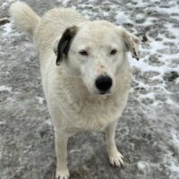 Seit Welpe da.. 🙁 Sie sucht schon so lange.. FLOCKE ❤