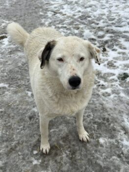 Seit Welpe da.. 🙁 Sie sucht schon so lange.. FLOCKE ❤