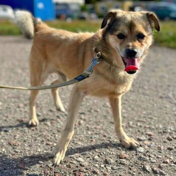 Narcizas: Rüde • geb.ca. 2016-2018 • 45cm