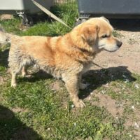 Simpsonas: Rüde • geb.ca. 2010-2012 • 35cm