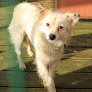 Baltute: Weibchen • geb.ca. 2019-2021 • 43cm