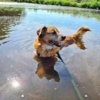 Meschkis: Rüde • 40cm • 15kg