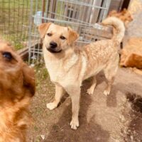 Kleopatra: Weibchen • geb.ca. 2020-2022 • 45cm