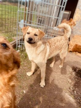 Kleopatra: Weibchen • geb.ca. 2020-2022 • 45cm