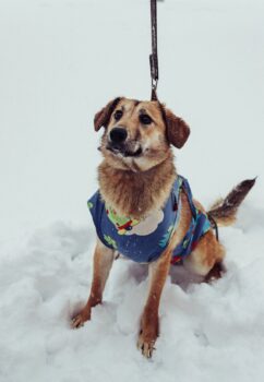 MICHELLE - ca. 1 Jahr alt, mittelgroß