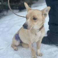 BELA - Rettung für Tötungs-Hündin Bela dringend gesucht!