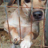 Lebensretter für Abby gesucht