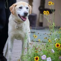 Pifas: Rüde • geb.ca. 2014-2016 • 58cm • 24kg