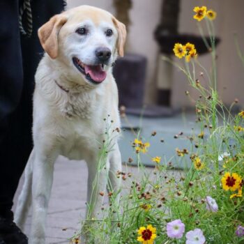 Pifas: Rüde • geb.ca. 2014-2016 • 58cm • 24kg