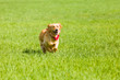 Golden retriever running on the lawn