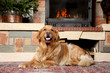 Golden retriever dog lying near a fireplace
