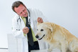 tierarzt untersucht einen hund