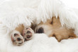 beige puppy sleeps in a blanket