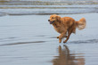 golden retriever dog running fast at the beach